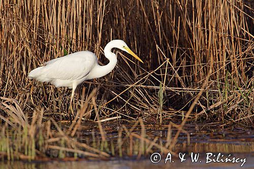 czapla biała, Casmerodius albus, Ardea alba, Egretta alba