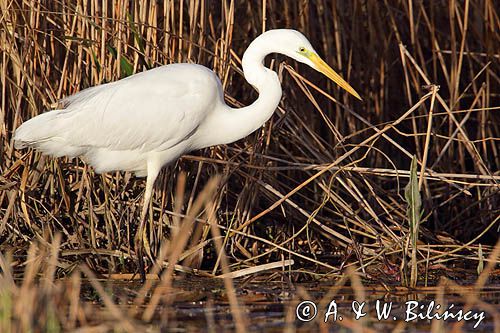 czapla biała, Casmerodius albus, Ardea alba, Egretta alba