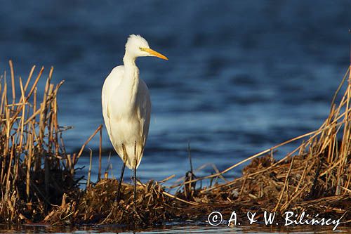 czapla biała, Casmerodius albus, Ardea alba, Egretta alba