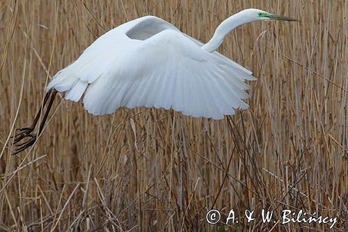 czapla biała, Casmerodius albus, Ardea alba, Egretta alba