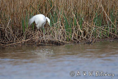 czapla biała, Casmerodius albus, Ardea alba, Egretta alba