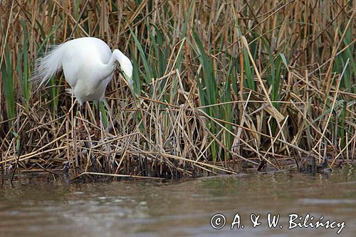 czapla biała, Casmerodius albus, Ardea alba, Egretta alba