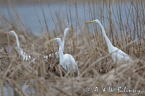 czaple białe, Casmerodius albus, Ardea alba, Egretta alba