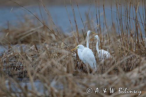 czapla biała, Casmerodius albus, Ardea alba, Egretta alba