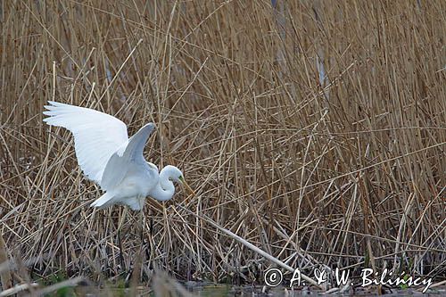 czapla biała, Casmerodius albus, Ardea alba, Egretta alba