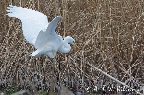 czapla biała, Casmerodius albus, Ardea alba, Egretta alba