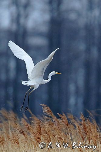 czapla biała, Casmerodius albus, Ardea alba, Egretta alba