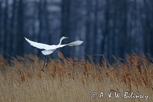 czapla biała, Casmerodius albus, Ardea alba, Egretta alba