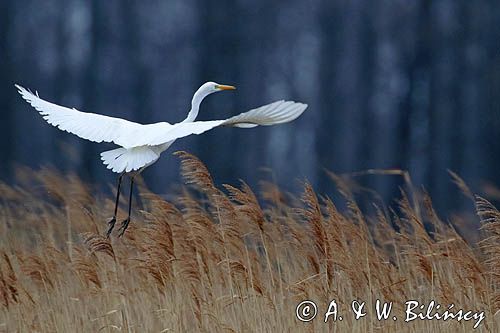 czapla biała, Casmerodius albus, Ardea alba, Egretta alba