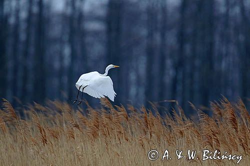 czapla biała, Casmerodius albus, Ardea alba, Egretta alba