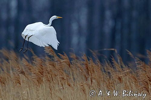 czapla biała, Casmerodius albus, Ardea alba, Egretta alba