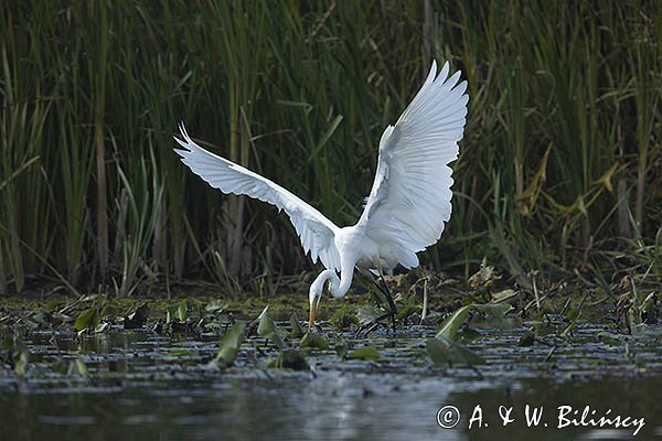 Czapla biała, Casmerodius albus, Ardea alba, Egretta alba