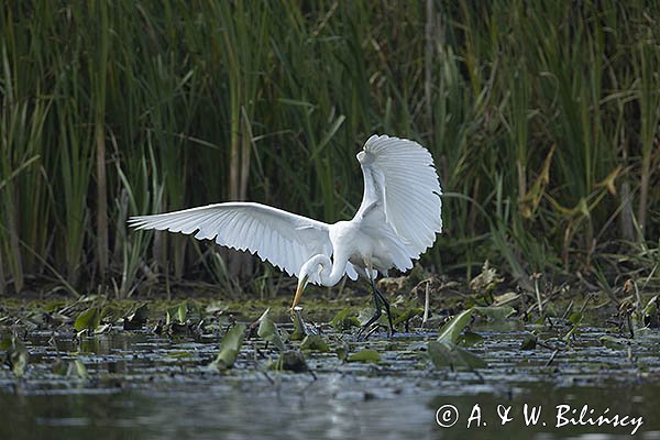 Czapla biała, Casmerodius albus, Ardea alba, Egretta alba