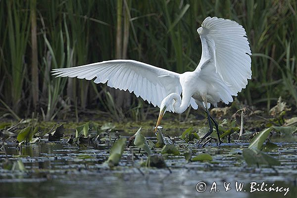 Czapla biała, Casmerodius albus, Ardea alba, Egretta alba