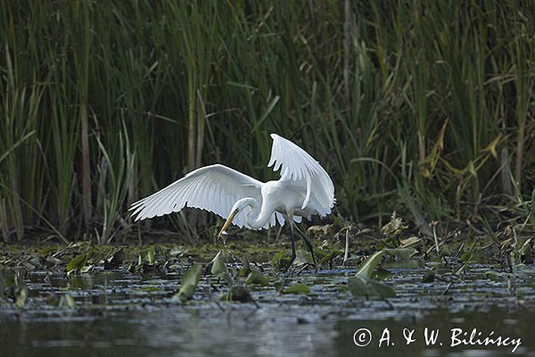 Czapla biała, Casmerodius albus, Ardea alba, Egretta alba