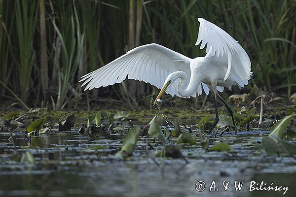 Czapla biała, Casmerodius albus, Ardea alba, Egretta alba