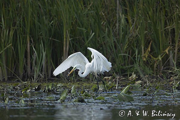 Czapla biała, Casmerodius albus, Ardea alba, Egretta alba