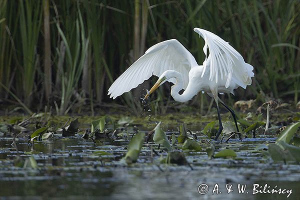 Czapla biała, Casmerodius albus, Ardea alba, Egretta alba