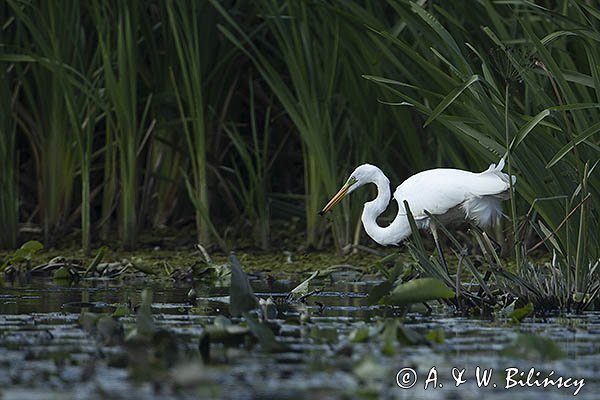 Czapla biała, Casmerodius albus, Ardea alba, Egretta alba