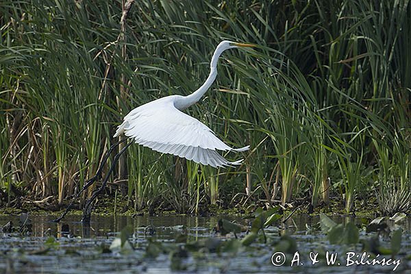 Czapla biała, Casmerodius albus, Ardea alba, Egretta alba