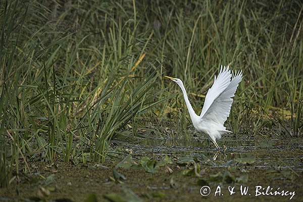 Czapla biała, Casmerodius albus, Ardea alba, Egretta alba