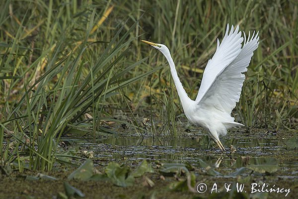 Czapla biała, Casmerodius albus, Ardea alba, Egretta alba