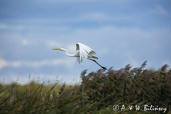 Czapla biała, Casmerodius albus, Ardea alba, Egretta alba