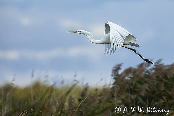 Czapla biała, Casmerodius albus, Ardea alba, Egretta alba