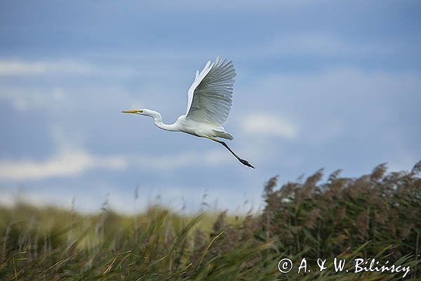 Czapla biała, Casmerodius albus, Ardea alba, Egretta alba