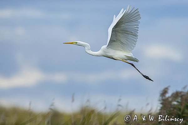 Czapla biała, Casmerodius albus, Ardea alba, Egretta alba