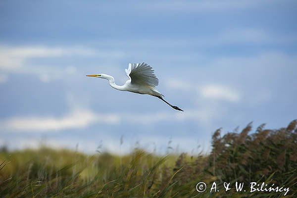 Czapla biała, Casmerodius albus, Ardea alba, Egretta alba