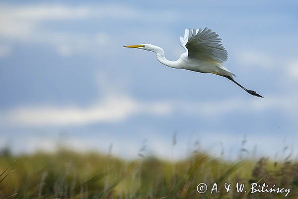 Czapla biała, Casmerodius albus, Ardea alba, Egretta alba