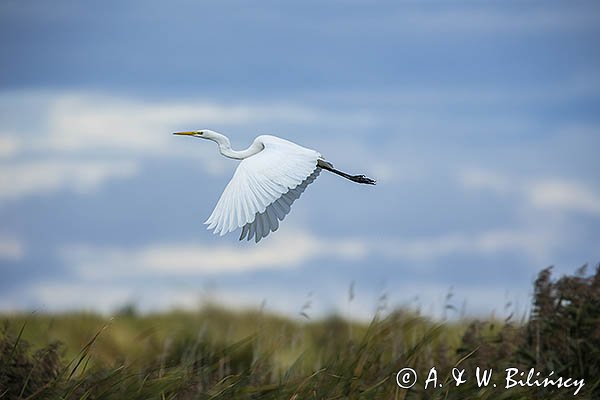 Czapla biała, Casmerodius albus, Ardea alba, Egretta alba