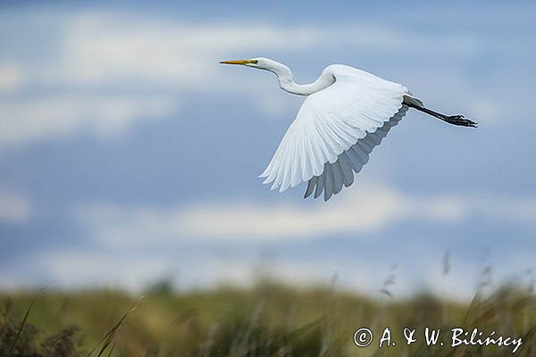 Czapla biała, Casmerodius albus, Ardea alba, Egretta alba