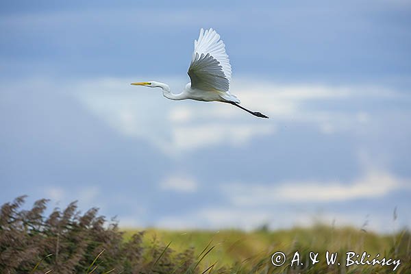 Czapla biała, Casmerodius albus, Ardea alba, Egretta alba