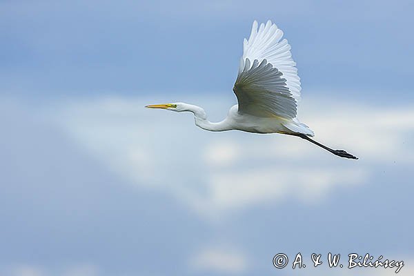 Czapla biała, Casmerodius albus, Ardea alba, Egretta alba