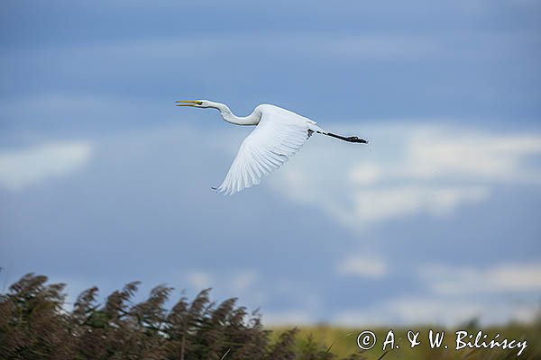 Czapla biała, Casmerodius albus, Ardea alba, Egretta alba