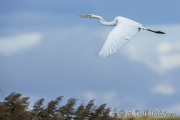 Czapla biała, Casmerodius albus, Ardea alba, Egretta alba