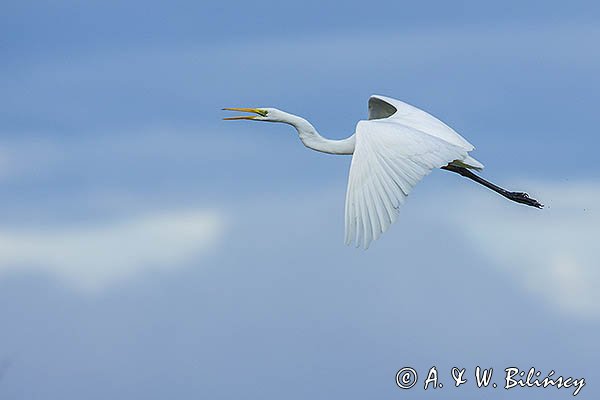 Czapla biała, Casmerodius albus, Ardea alba, Egretta alba