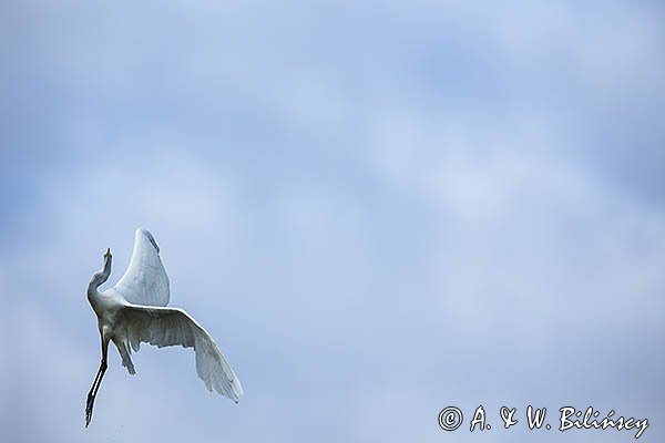 Czapla biała, Casmerodius albus, Ardea alba, Egretta alba