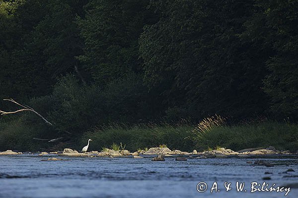 Czapla biała, Casmerodius albus, Ardea alba, Egretta alba, nad Sanem, Bieszczady