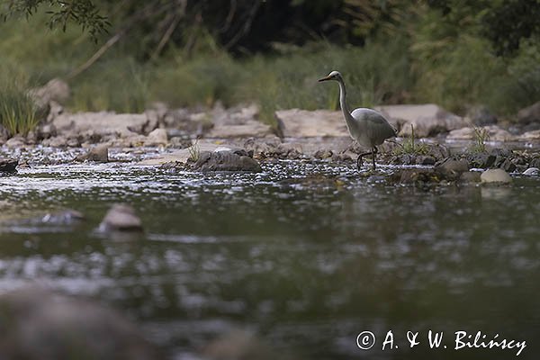 Czapla biała, Casmerodius albus, Ardea alba, Egretta alba, nad Sanem, Bieszczady