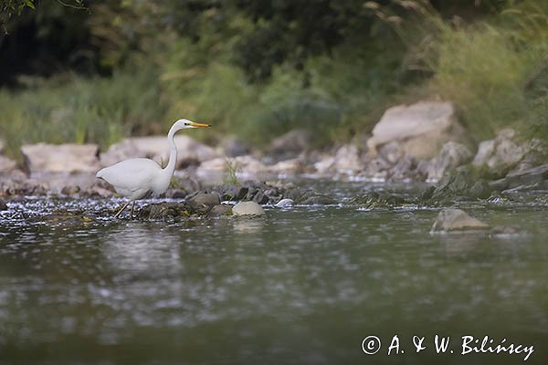 Czapla biała, Casmerodius albus, Ardea alba, Egretta alba, nad Sanem, Bieszczady