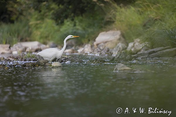 Czapla biała, Casmerodius albus, Ardea alba, Egretta alba, nad Sanem, Bieszczady