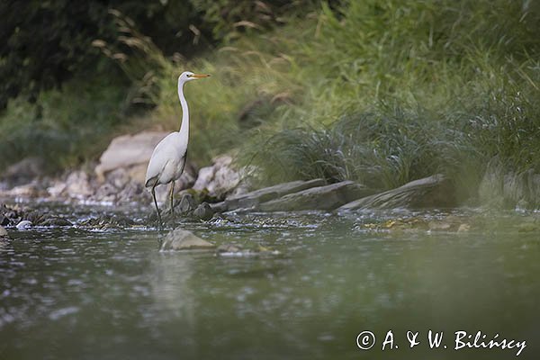 Czapla biała, Casmerodius albus, Ardea alba, Egretta alba, nad Sanem, Bieszczady