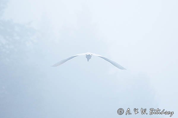 Czapla biała, Casmerodius albus, Ardea alba, Egretta alba