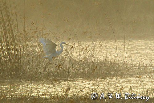 Czapla biała, Ardea alba, Egretta alba, The White heron, fot. A. & W. Bilińscy Bank zdjęć