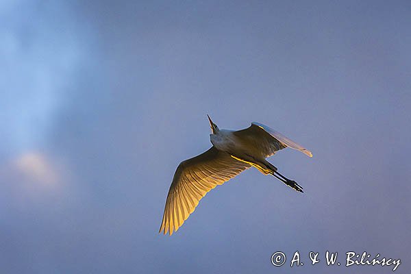 Czapla biała, Casmerodius albus, Ardea alba, Egretta alba