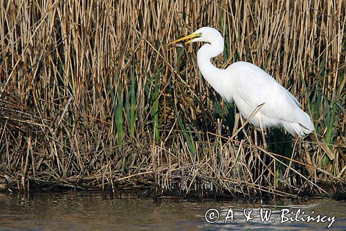 czapla biała, Casmerodius albus, Ardea alba, Egretta alba