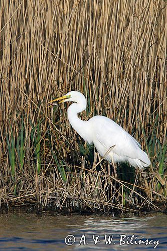 czapla biała, Casmerodius albus, Ardea alba, Egretta alba